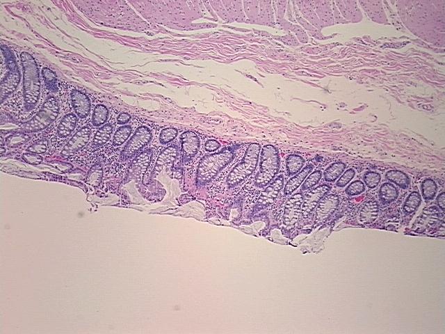 4x Image