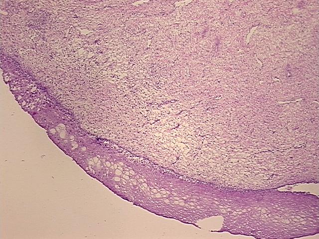 4x Image