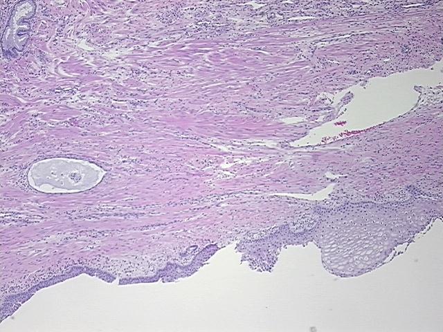 4x Image