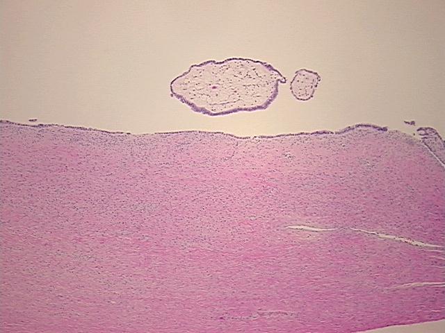 4x Image