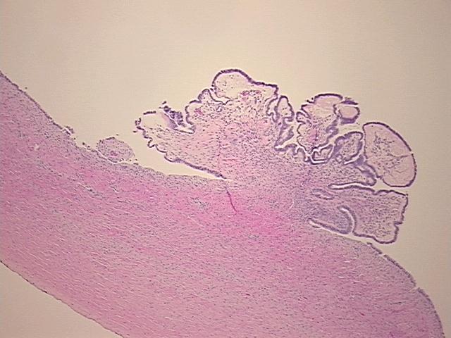 4x Image