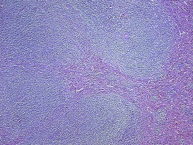 4x Image