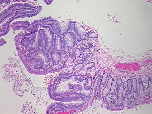 4x Image