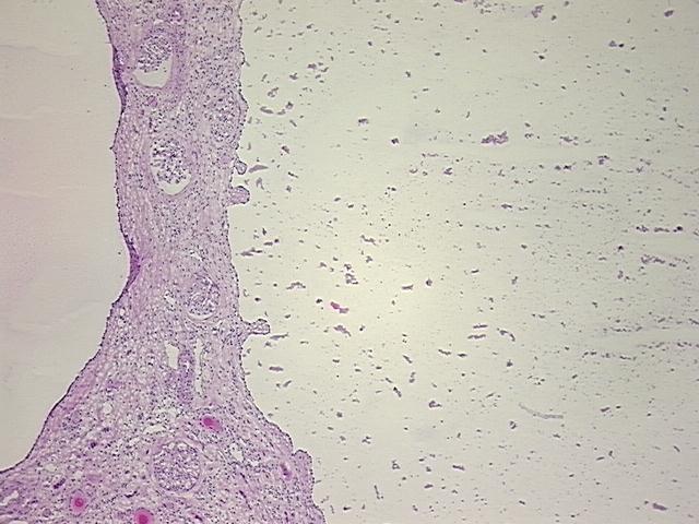 4x Image