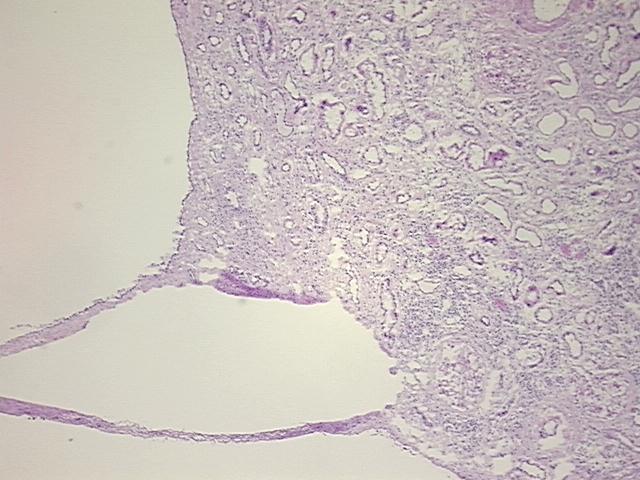 4x Image