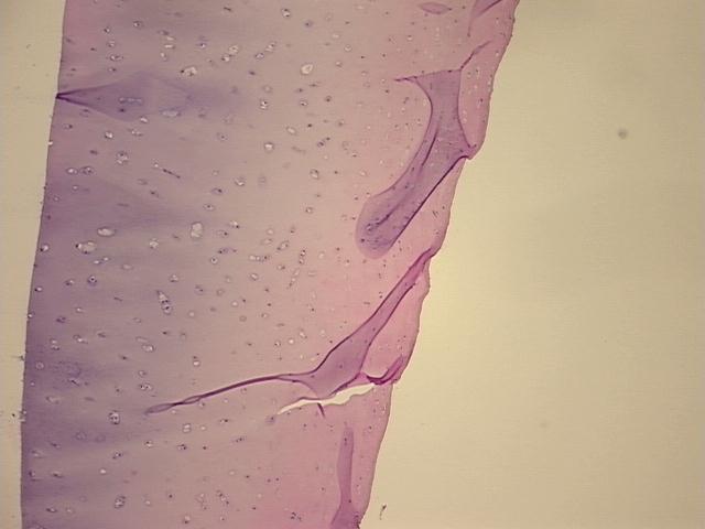 4x Image