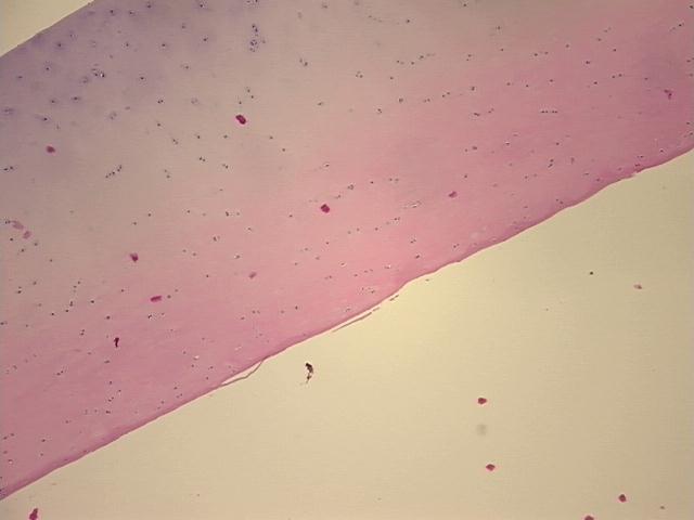 4x Image