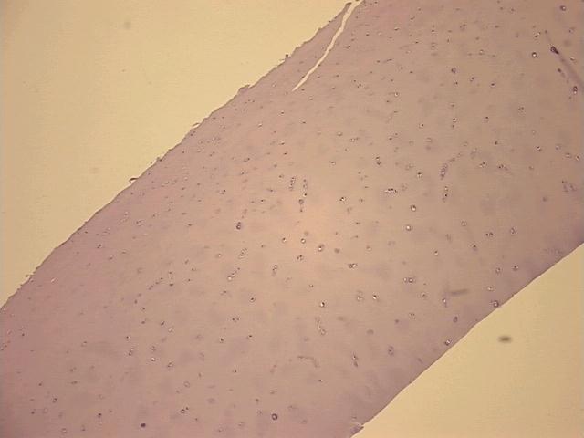 4x Image