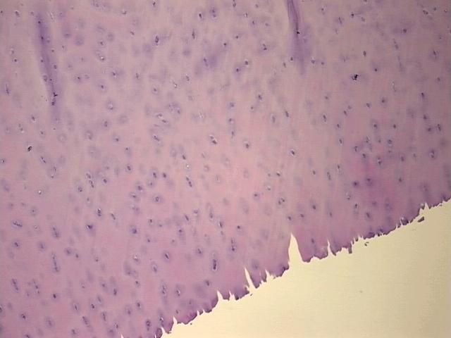 4x Image