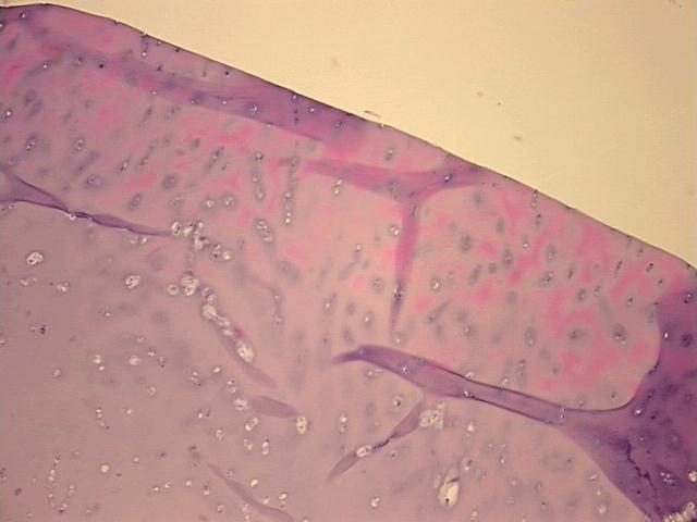 4x Image