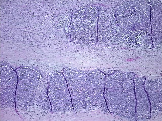 4x Image