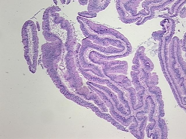 4x Image