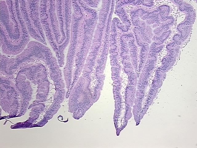 4x Image