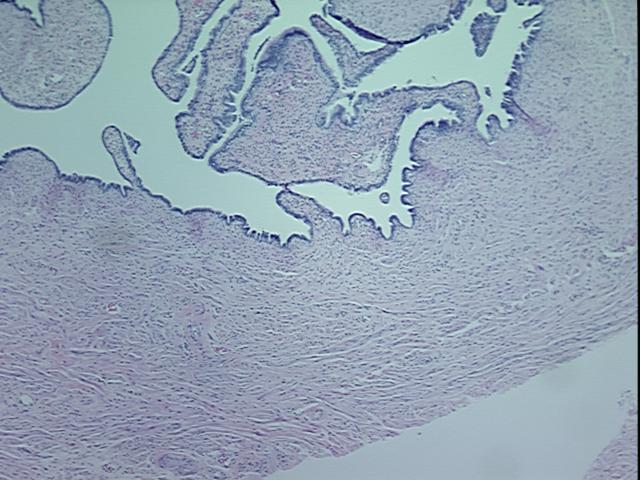 4x Image