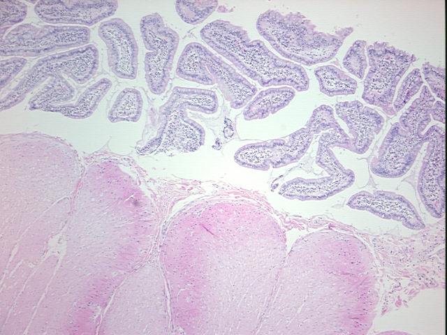 4x Image