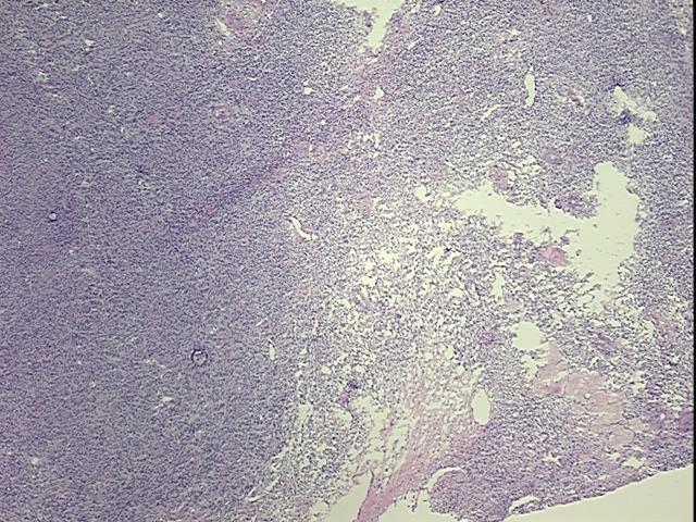 4x Image