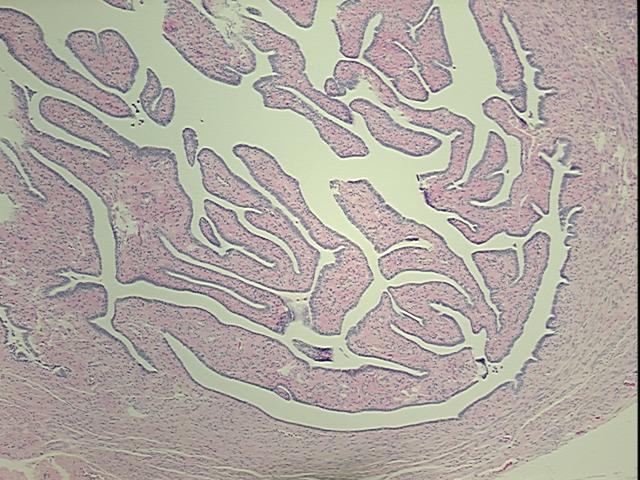 4x Image