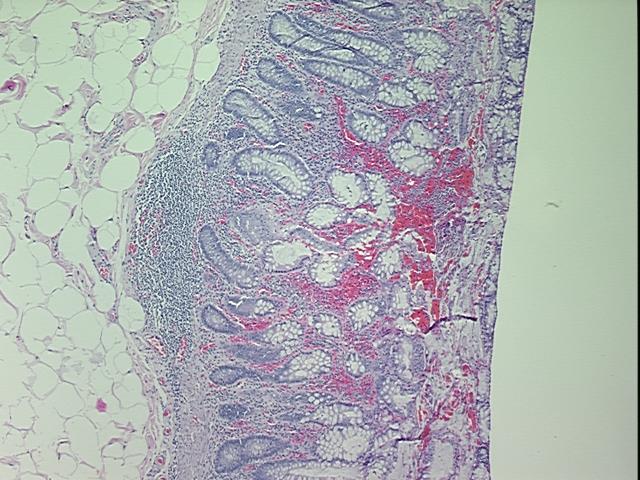 4x Image