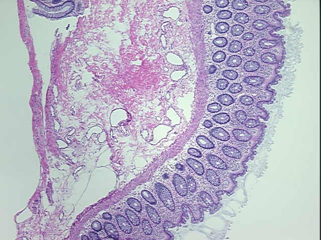 4x Image