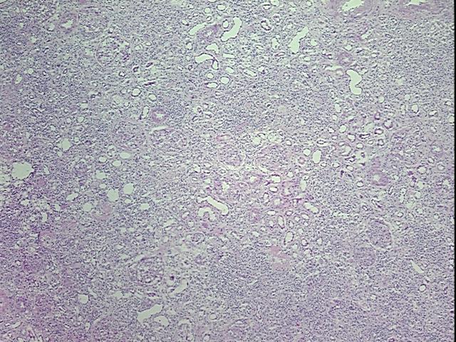 4x Image