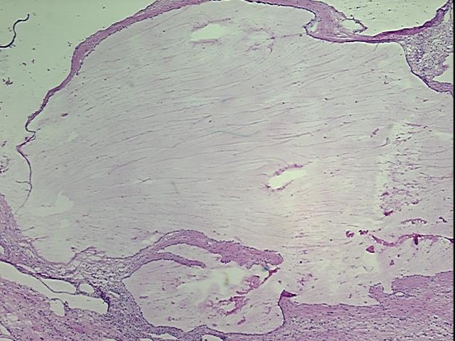 4x Image