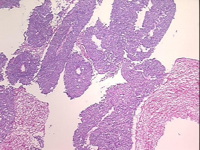 4x Image