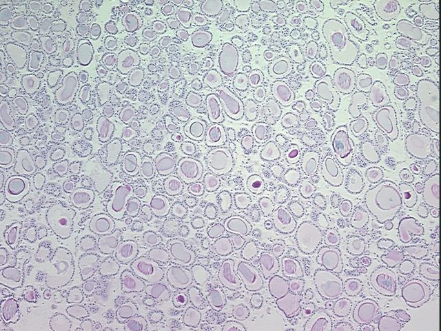 4x Image
