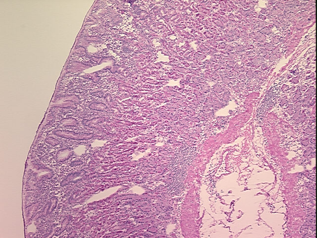 4x Image