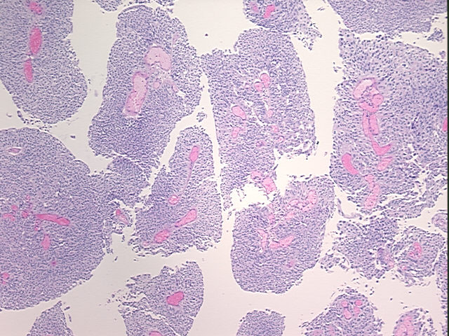4x Image