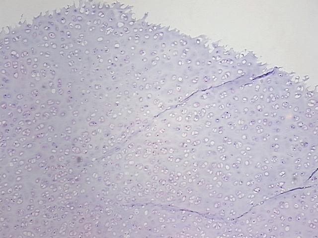 4x Image