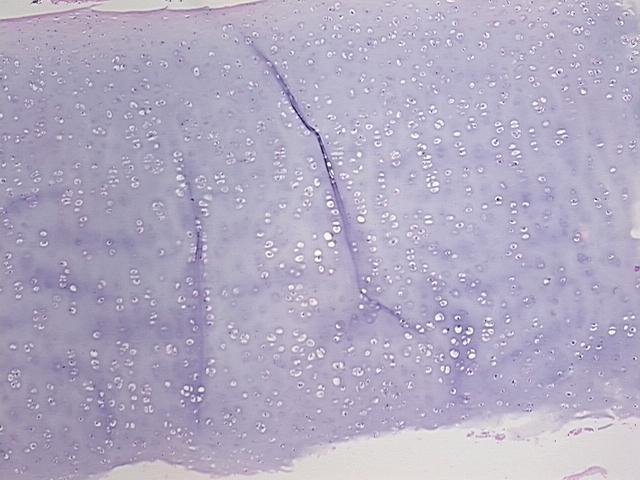 4x Image