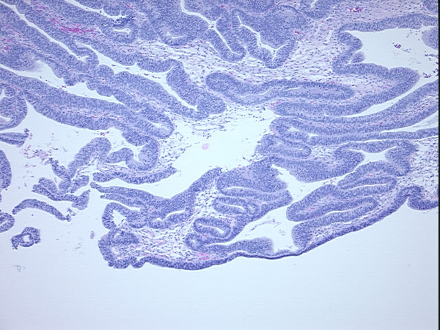 4x Image