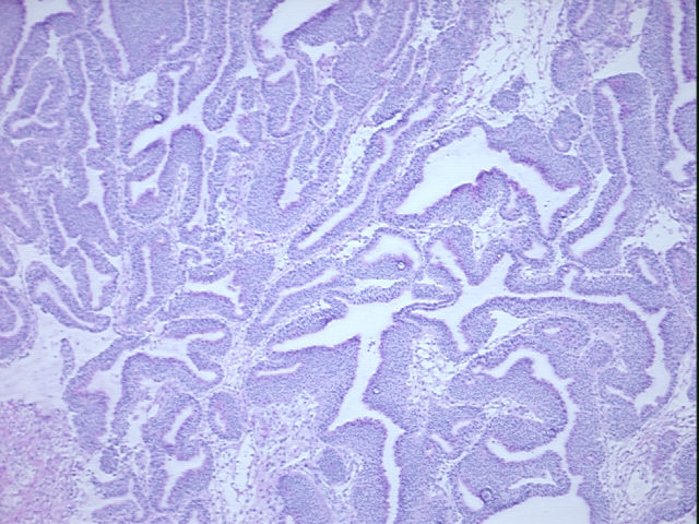 4x Image