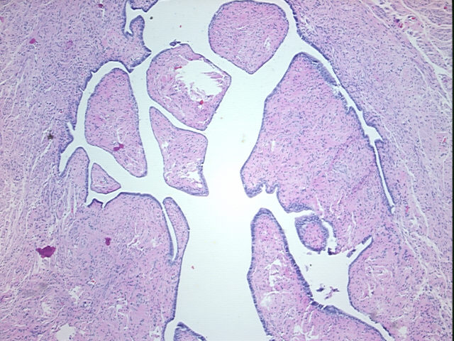 4x Image