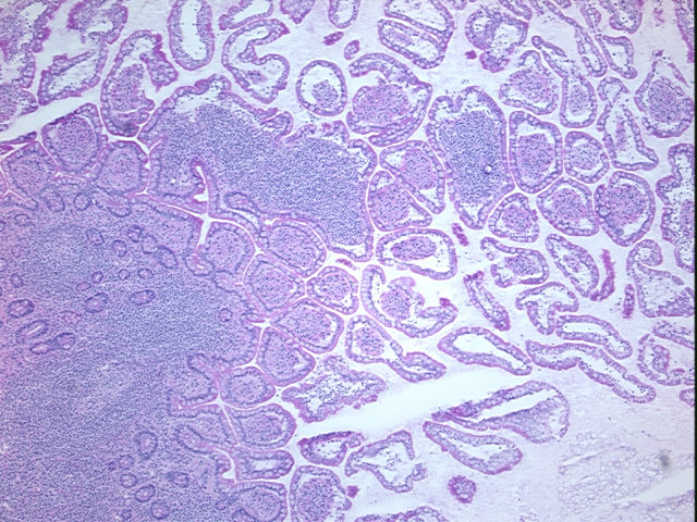 4x Image