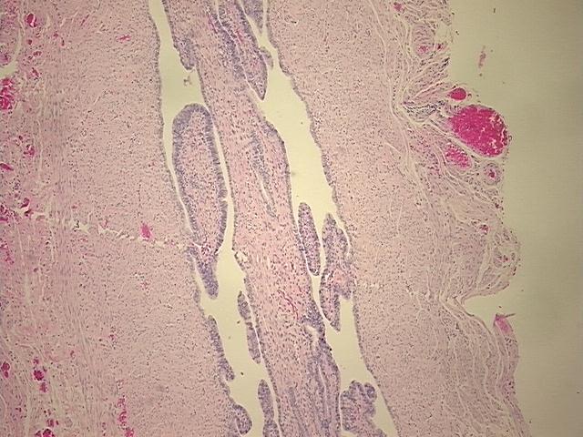 4x Image