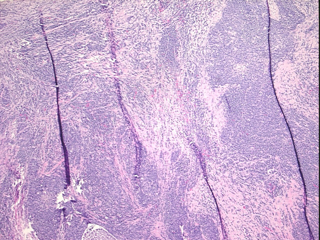 4x Image