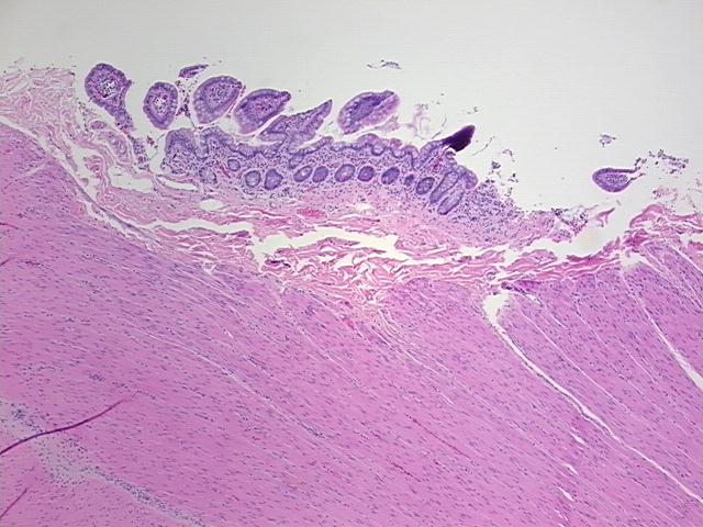 4x Image