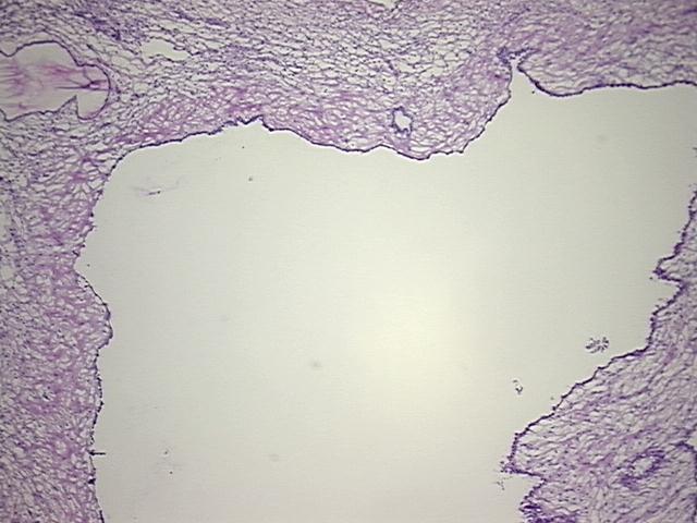 4x Image
