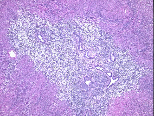 4x Image