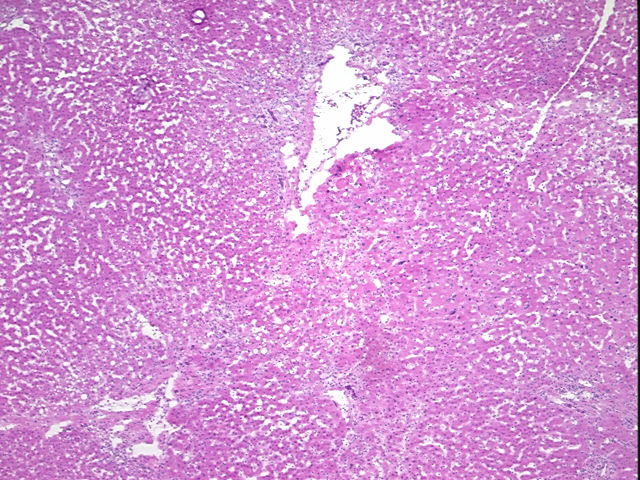 4x Image