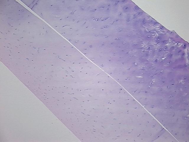 4x Image