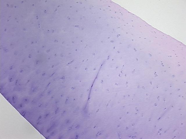 4x Image