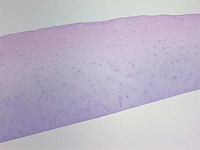 4x Image