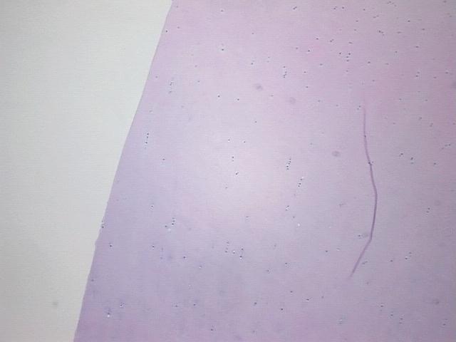 4x Image
