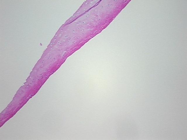 4x Image