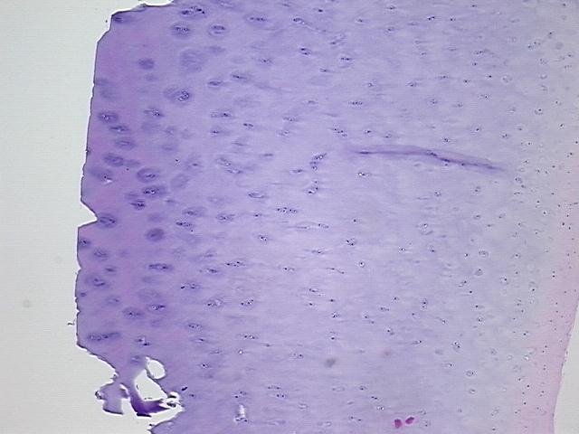 4x Image