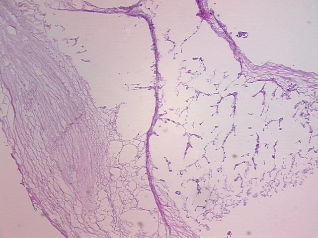 4x Image