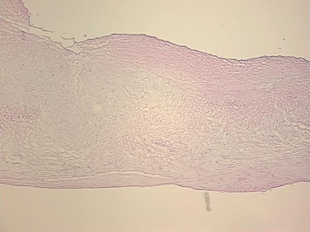 4x Image