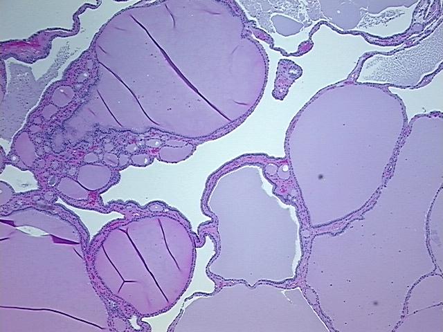 4x Image
